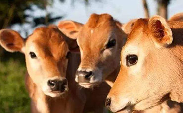 犢牛輪狀病毒腹瀉的診斷與防控措施