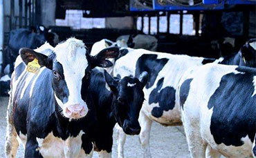 阿有珍的彝族合作社，新東牛奶制冷罐讓“高原奶”走得更遠