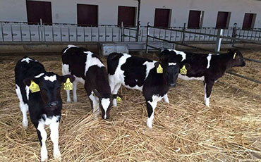 重視奶牛的幾個信號，實時調整日糧配方