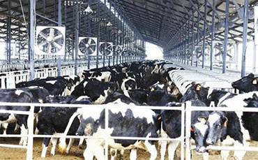 卓瑪拉措的高原牧場，新東牛奶制冷罐