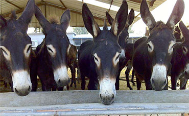 新東機械移動式奶站,讓收奶站自己跑起來