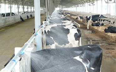 奶牛的這些信號，你看懂多少？