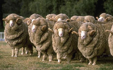 牛焦蟲病的防治，應從防蜱蟲開始！