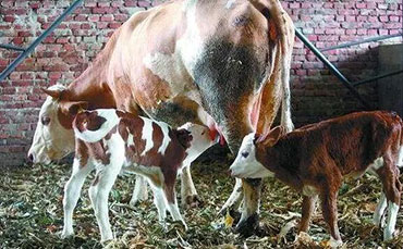 奶牛布魯氏桿菌病簡介及綜合防治